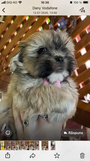 Femela shitzu  - imagine 2