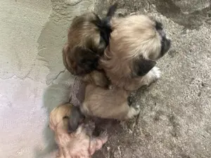 Disponibili pentru altă locație puii de companie - imagine 4 Disponibili pentru altă locație puii de companie - imagine 4