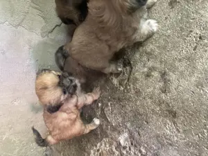 Disponibili pentru altă locație puii de companie - imagine 5 Disponibili pentru altă locație puii de companie - imagine 5