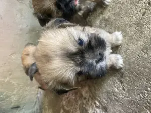 Disponibili pentru altă locație puii de companie - imagine 3 Disponibili pentru altă locație puii de companie - imagine 3