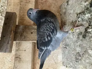 Puii voiajorii - imagine 5 Puii voiajorii - imagine 5