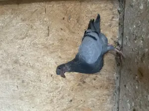 Puii voiajorii - imagine 3 Puii voiajorii - imagine 3