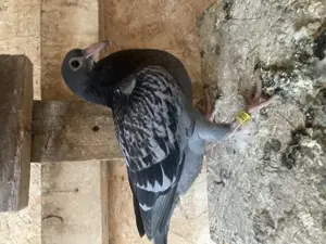 Puii voiajorii - imagine 4 Puii voiajorii - imagine 4