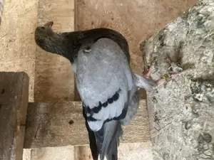 Puii voiajorii - imagine 2 Puii voiajorii - imagine 2