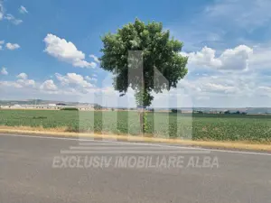 Teren agricol la sosea, pretabil si ptr constructii industriale - imagine 4 Teren agricol la sosea, pretabil si ptr constructii industriale - imagine 4
