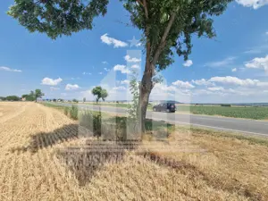 Teren agricol la sosea, pretabil si ptr constructii industriale - imagine 3 Teren agricol la sosea, pretabil si ptr constructii industriale - imagine 3