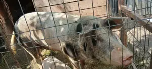 Scroafa pietran crescuta bio 170 kg