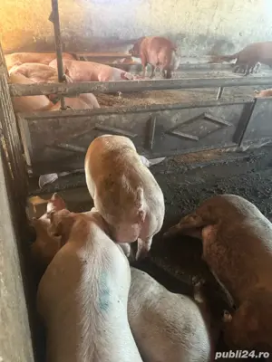porci 70-90 kg - imagine 3