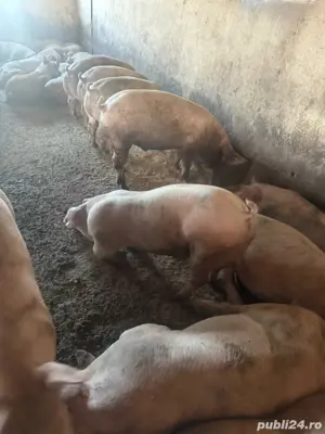 porci 70-90 kg - imagine 2
