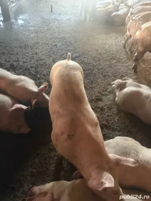 porci 70-90 kg