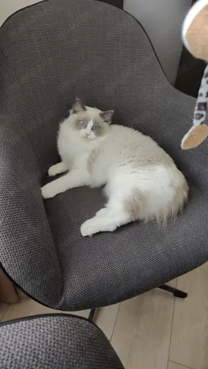 Pisicuța ragdoll