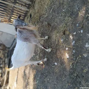 de vanzare  - imagine 2