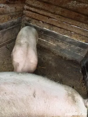Vând porci - imagine 4 Vând porci - imagine 4