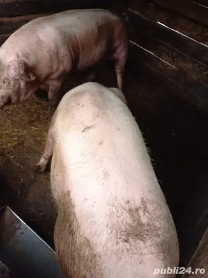Vând porci - imagine 3 Vând porci - imagine 3