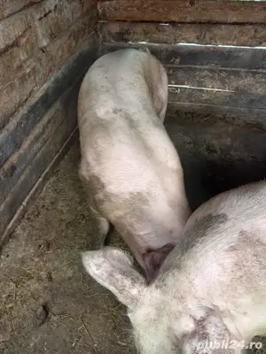 Vând porci - imagine 2 Vând porci - imagine 2
