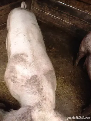 Vând porci - imagine 5 Vând porci - imagine 5