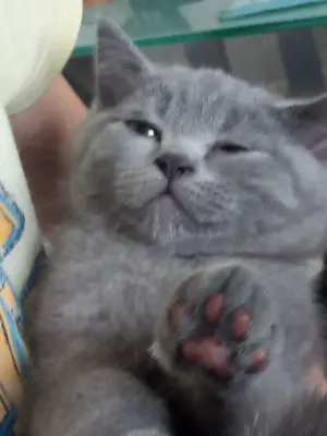 Pisica british shorthair