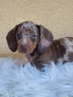 Teckel pitic - imagine 5