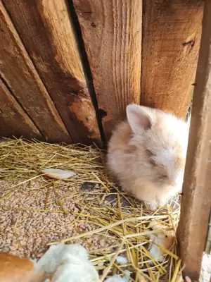 Iepurași cap de leu  - imagine 4