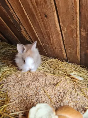 Iepurași cap de leu  - imagine 3