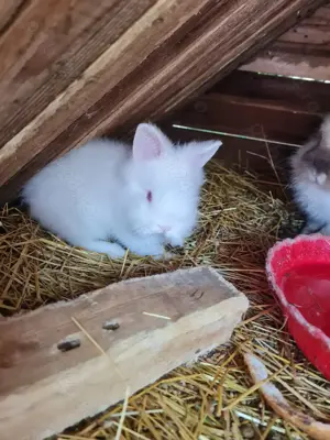 Iepurași cap de leu 