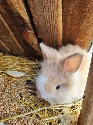 Iepurași cap de leu  - imagine 2