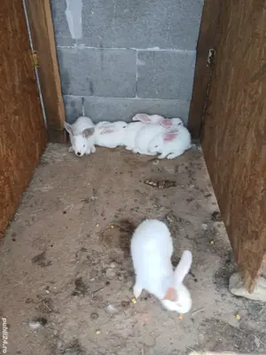 iepuraș de vânzare 