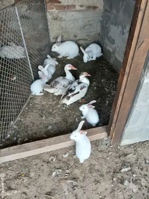 iepuraș de vânzare  - imagine 2 iepuraș de vânzare  - imagine 2