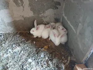 iepuraș de vânzare  - imagine 4 iepuraș de vânzare  - imagine 4