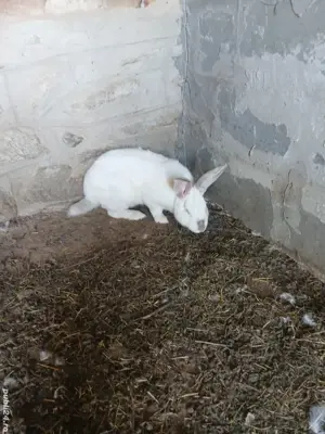 iepuraș de vânzare  - imagine 3 iepuraș de vânzare  - imagine 3