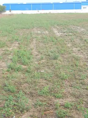 Teren de vanzare la 25 km de Bucuresti, zona verde ideal investitie - imagine 4