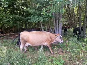 Vând vaca  - imagine 4