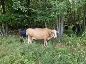 Vând vaca  - imagine 2