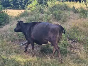 Vând vaca  - imagine 3