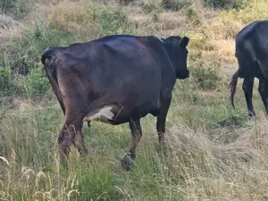 Vând vaca  - imagine 5