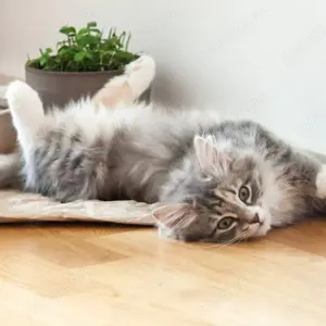 pui Angora Turceasca gri