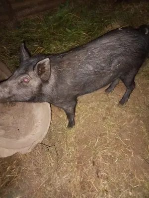 Vând purcei, scroafe,vier si țapi 