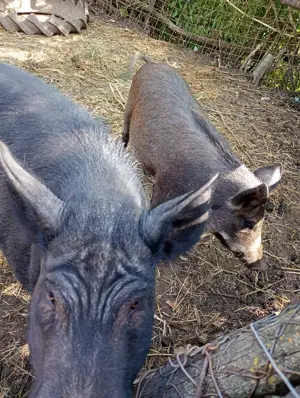 Vând vier rasa - imagine 2