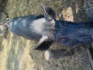 Vând vier rasa - imagine 4