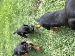 Pui jagd terrier jud alba