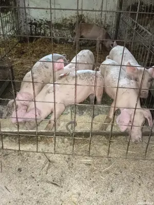 Purceluși Duroc cu Pietrain  - imagine 5