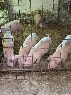 Purceluși Duroc cu Pietrain  - imagine 3