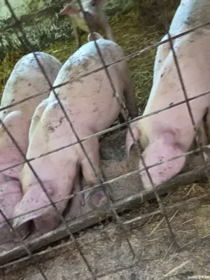 Purceluși Duroc cu Pietrain 