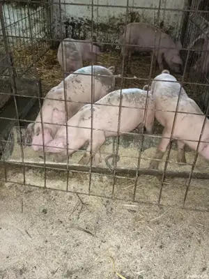 Purceluși Duroc cu Pietrain  - imagine 4