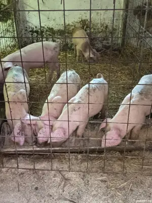 Purceluși Duroc cu Pietrain  - imagine 2