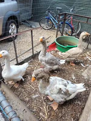 Vând gâște rasa Holmogor - imagine 3