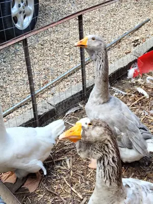 Vând gâște rasa Holmogor