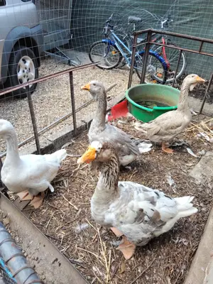 Vând gâște rasa Holmogor - imagine 4