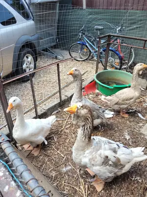 Vând gâște rasa Holmogor - imagine 2