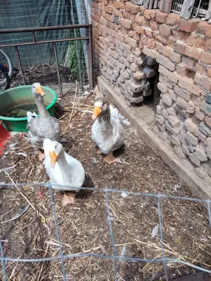 Vând gâște rasa Holmogor - imagine 5